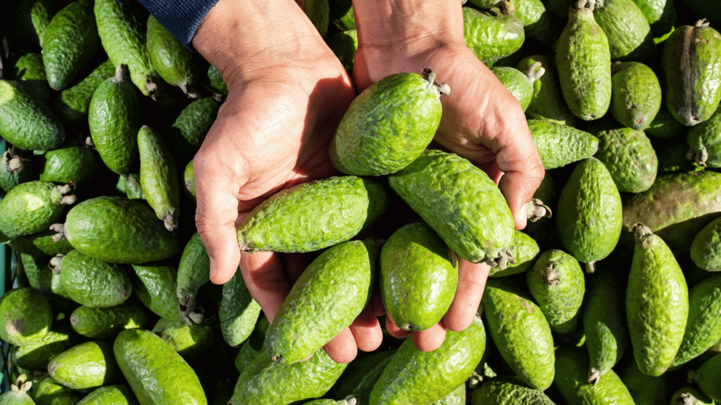 Meet the Feijoa